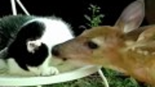 Adorable Thing Of The Day: Deer Licks Cat